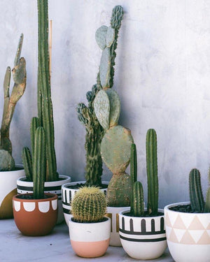 DIY: PAINTED MID-CENTURY POTS | TURQUOISE + TOBACCO